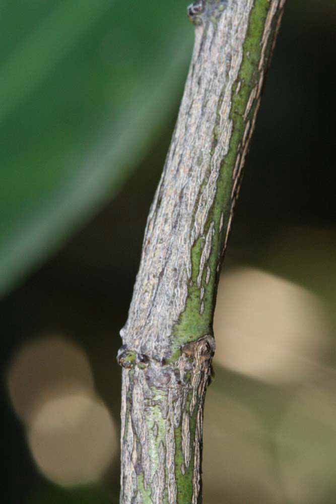              Second - third year twig (Riverside, CA)       